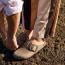 Birkenstock Boston Big Buckle Clog Tobacco Oiled (Women's) 4