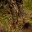 Twisted X 17'' Snake Boot/ Mossy Oak Bottomland Camo & Brown (Men's)  5